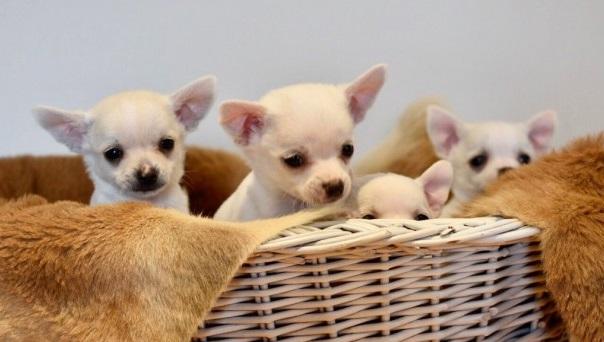 Regalo Cachorro de Chihuahua entrenado en casa para adopción