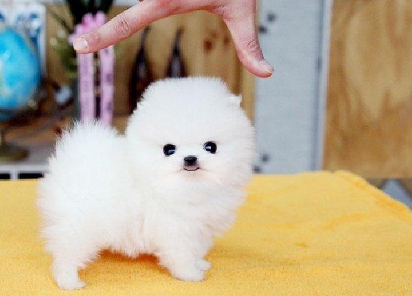 Regalo Cachorros Lulu Pomeranian Mini Toy
