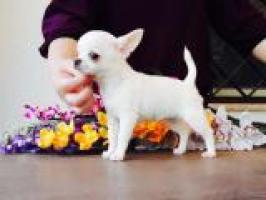 Regalo mini toy cachorros de raza chihuahua para adopcion