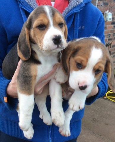 Regalo Cachorros De Beagle Precioso en adopcion