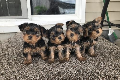 Regalo cachorros de yorkshire en adopción