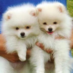 Regalo Cachorros Lulu Pomeranian Mini Toy para su adopcion libre,