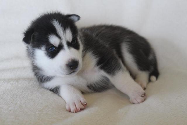 Lindos y adorables cachorros de husky siberiano disponibles para