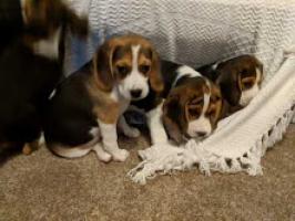 Preciosa raza pura beagles cachorros. Para adopción ...