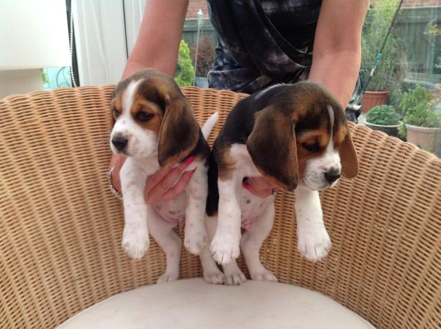 apenas Monasterio jueves Perros, regalo cachorros beagle de segunda mano en Barcelona