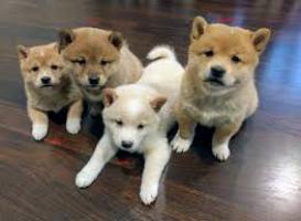 Regalo Excelente cachorros Shiba Inu de 2 meses,