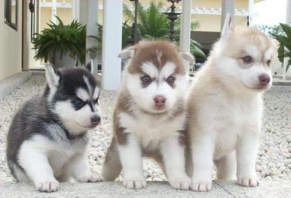Regalo husky siberiano cachorros para su adopción