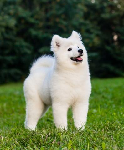 Regalo Cachorros de Samoyedo registrados para su adopción.