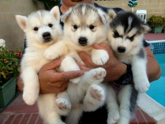 Regalo husky siberiano cachorros para su adopción