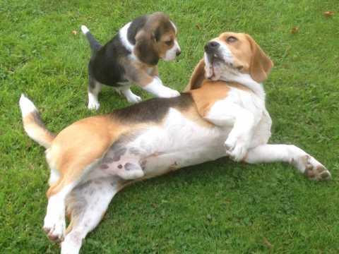 REGALO Cachorros Beagle disponibles ahora listos..