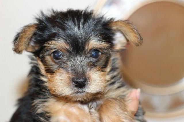 Regalo cachorros yorkshire terrier mini toy, para su adopcion lib