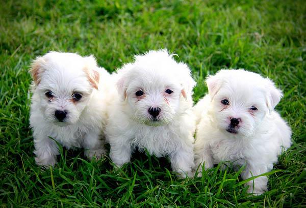 Cachorros Bichon Maltes mini toy