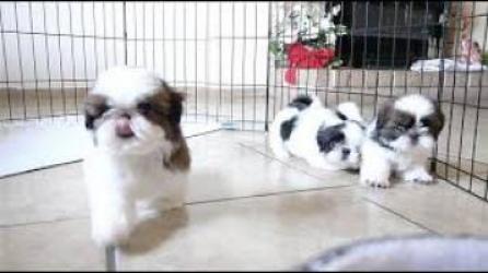 Regalo Lindo y adorable cachorros de Shih Tzu mini toy
