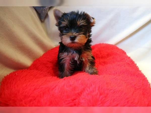Regalo cachorros yorkshire terrier mini toy con pedigree
