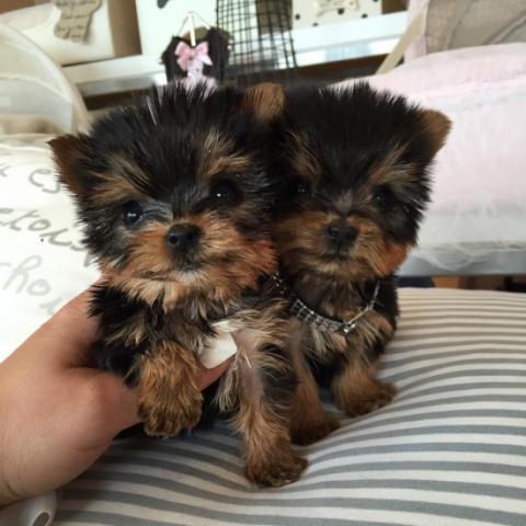 Regalo cachorros toy de yorkshire terrier mini para adopcion