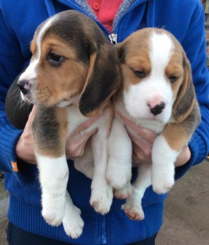 Regalo Cachorros De Beagle Precioso en adopcion