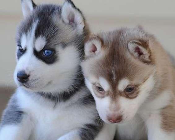 Regalo camada de preciosos siberian husky cachorros para adopcio