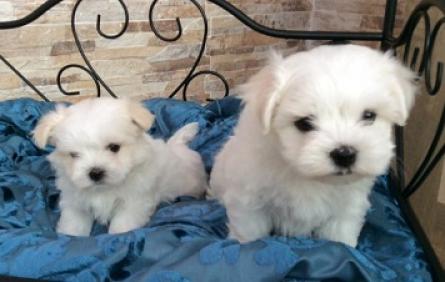 adorables cachorros bichon malteses para adopción