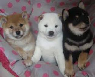 Regalo Excelente cachorros Shiba Inu de 2 meses