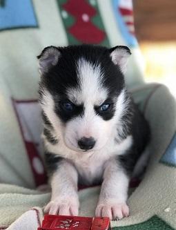 hermosos cachorros de husky siberiano para adopción