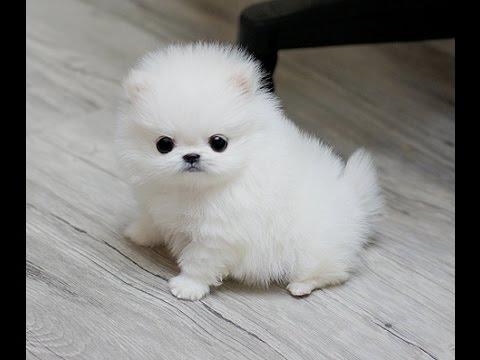 Regalo Cachorros Lulu Pomeranian Mini Toy