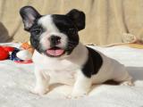 Bulldog frances blue Perros en adopción, compra venta de accesorios y  servicios para perros en Málaga Provincia